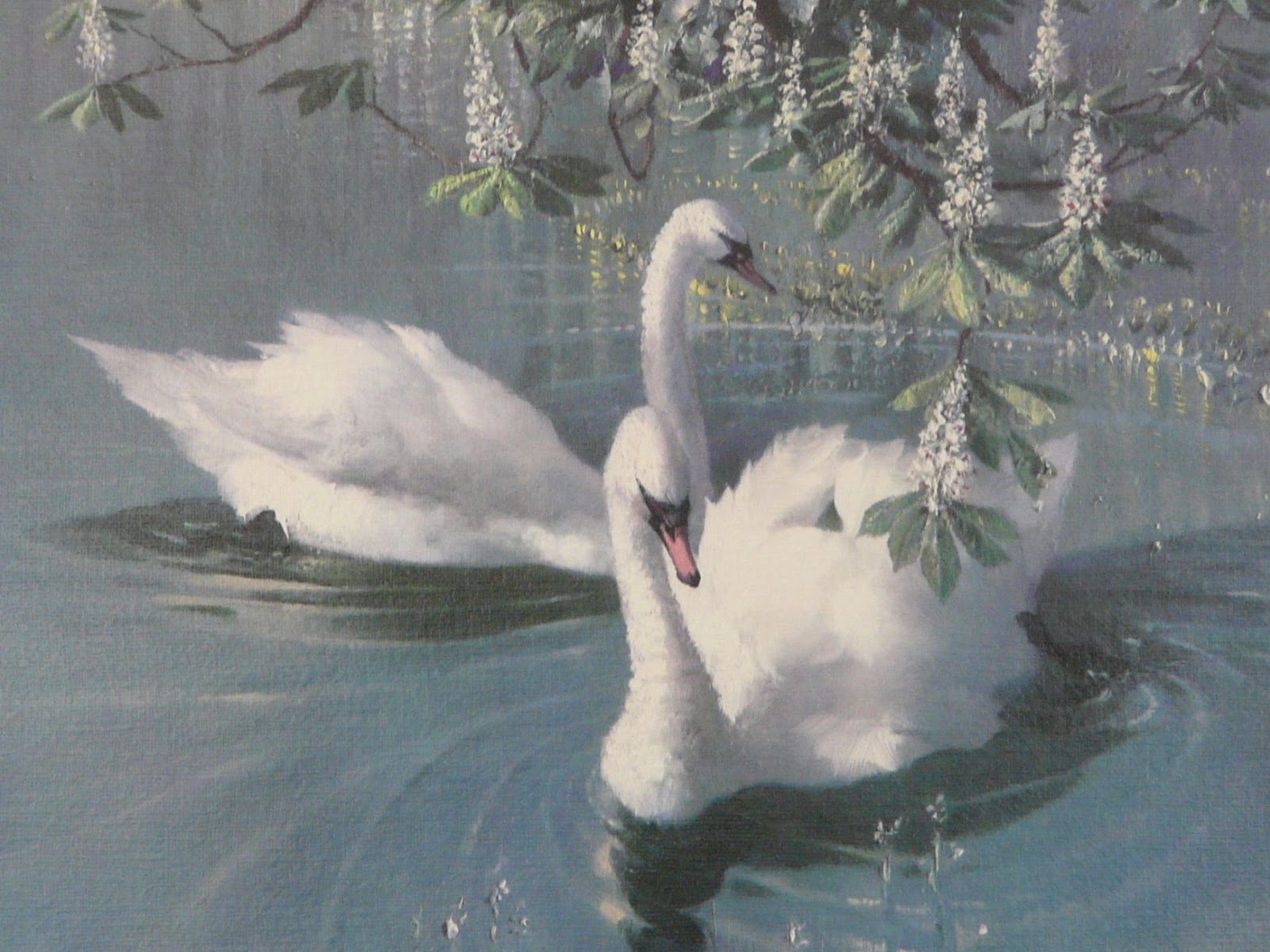 Английский художник Vernon Ward лебеди